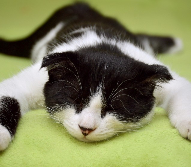 Coronavirus bei Katzen