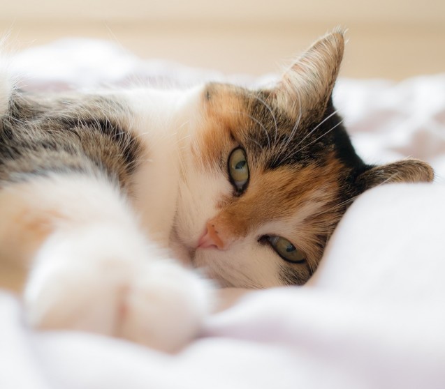 Demenz bei Katzen