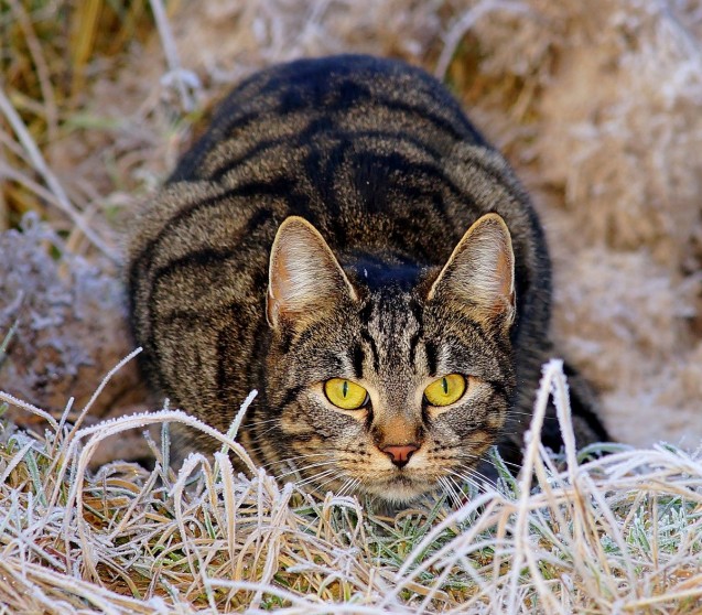 Warum hat meine Katze einen dicken Hängebauch?