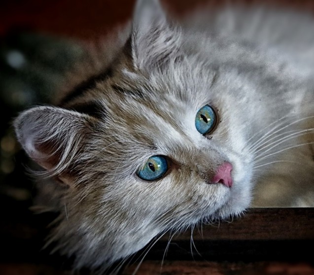 FIP bei Katzen