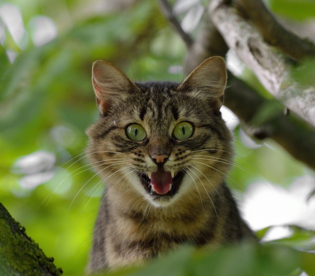 Futtermilben im Katzenfutter