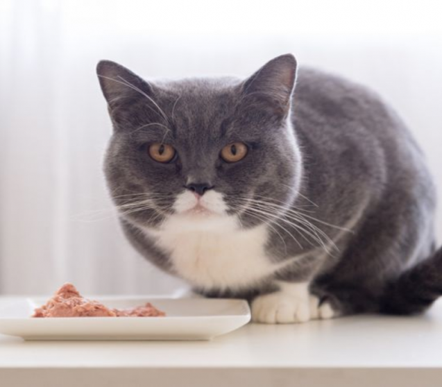 Insekten für Katzenfutter