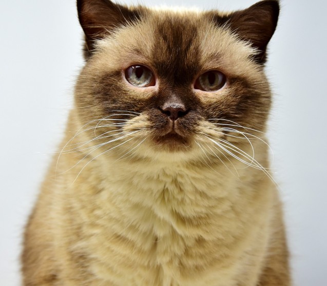 Giardien bei Katzen