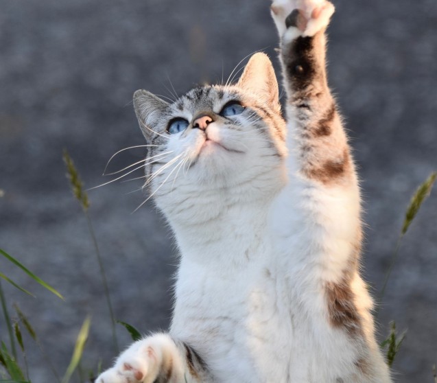 Wie erkennt man ein gutes Katzenfutter?