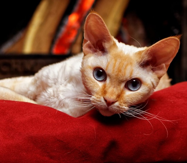 Was hilft gegen Hautpilz bei Katzen?