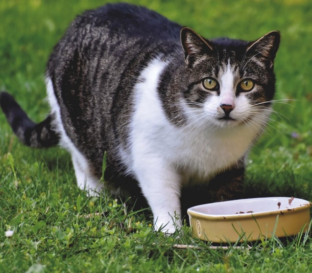 Insektenprotein? Ich dachte Katzen brauchen richtiges Fleisch