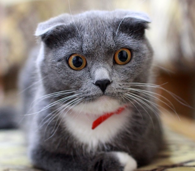 Katze kastrieren