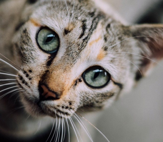Warum trinkt meine Katze so viel?