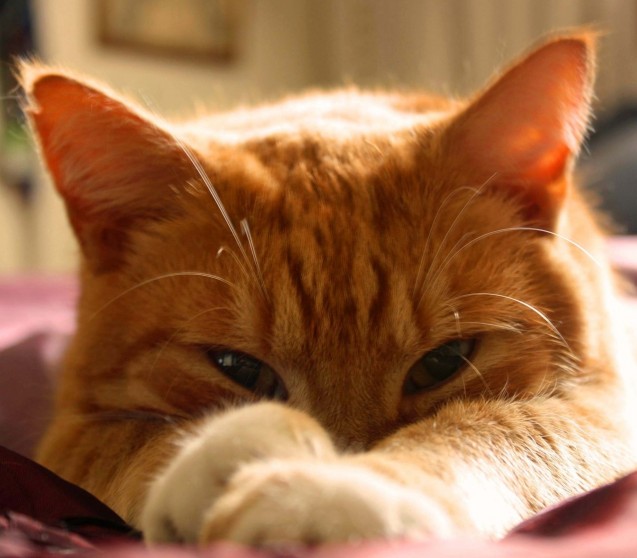 Katze frisst nicht