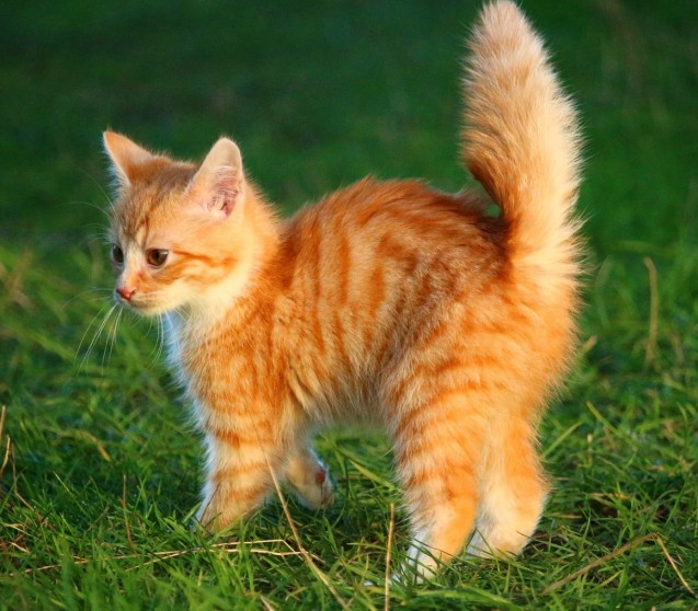 Milben bei Katzen