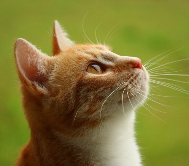 Ohrenentzündung bei Katzen