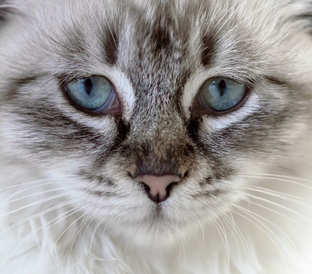 Warum erbricht sich meine Katze?