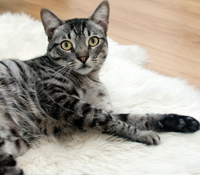Wie Sie online das richtige Katzenfutter kaufen