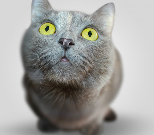 Ängstliche Katze