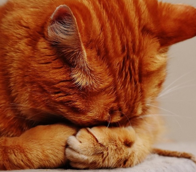 Bindehautentzündung bei Katzen