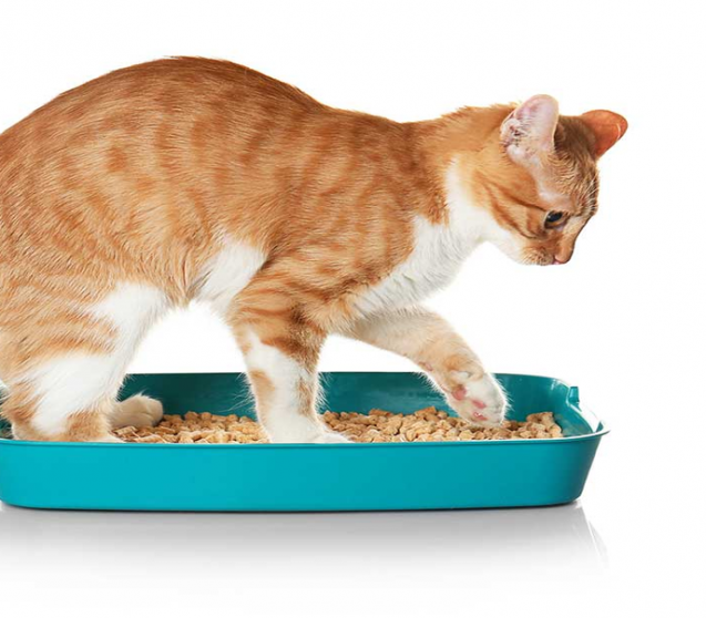 Blasensteine beim Katzen