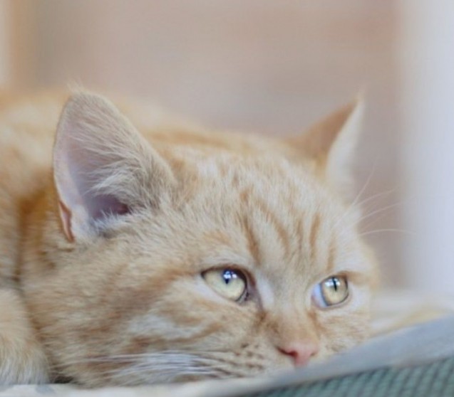 Darmverschluss bei Katzen