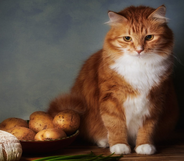 Was Katzen fressen