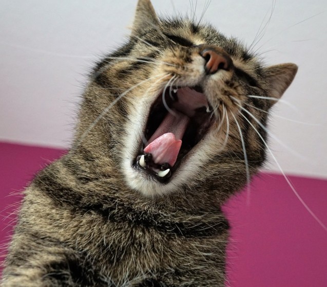 Was hilft gegen Zahnstein bei Katzen?