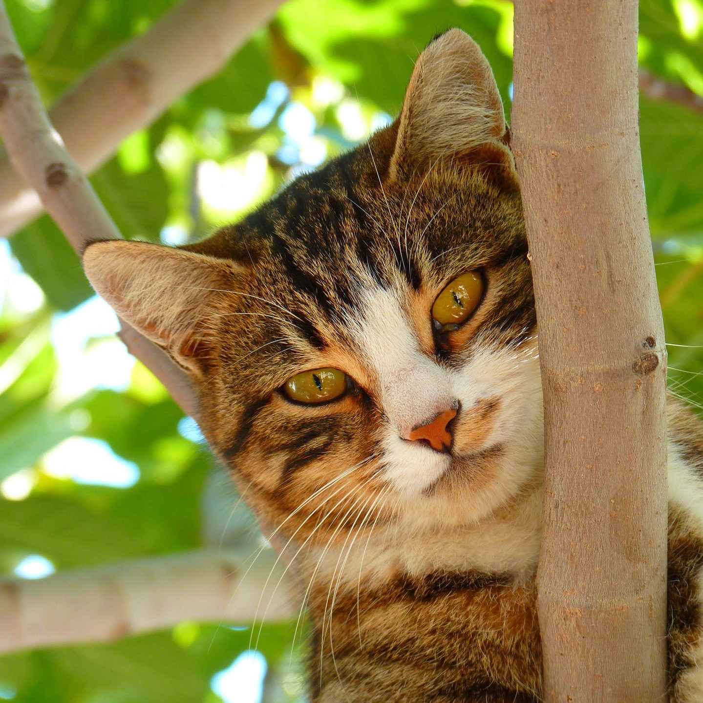 Kann man Katzen vor Grasmilben schützen?