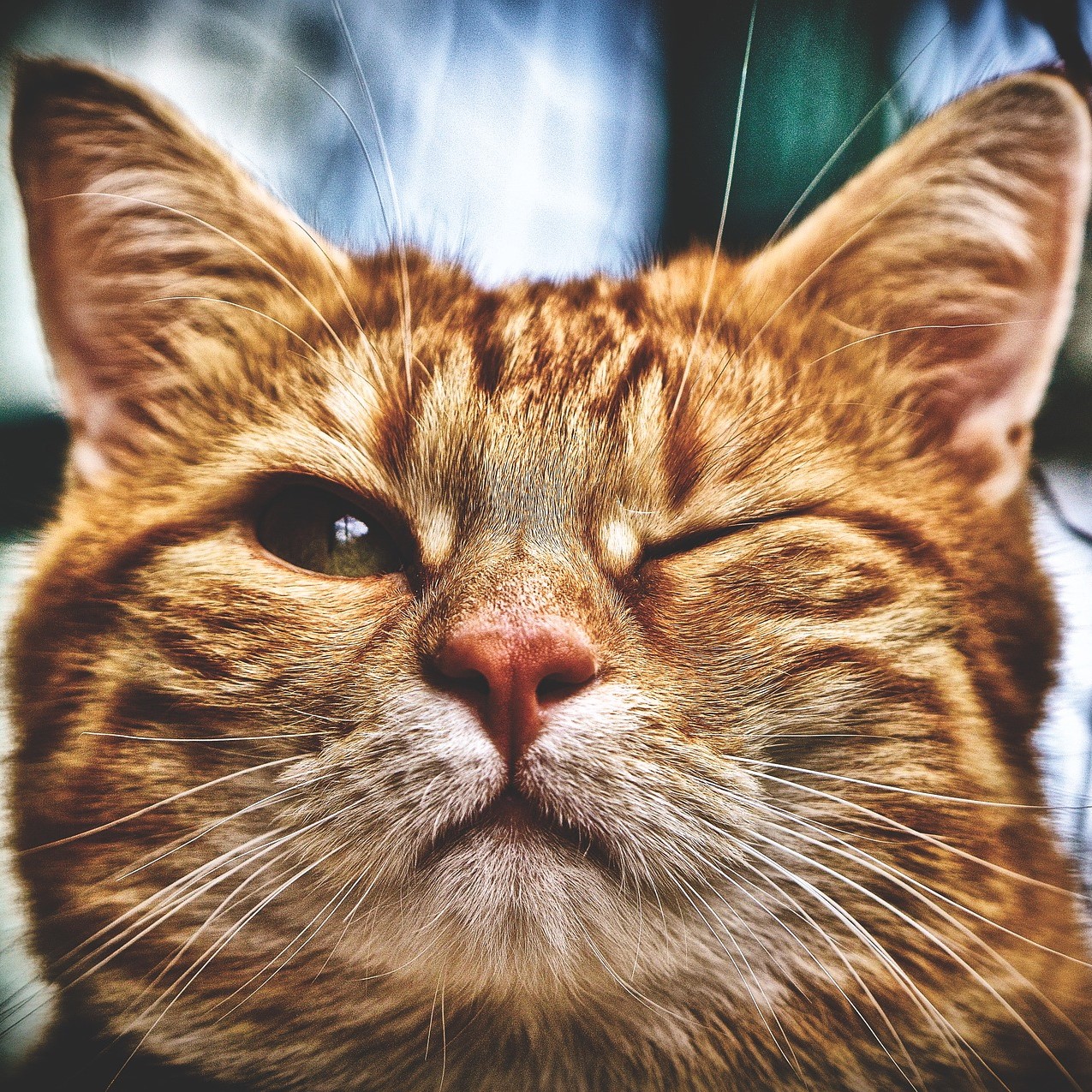 Gutes Katzenfutter für qualitätsbewusste Halter
