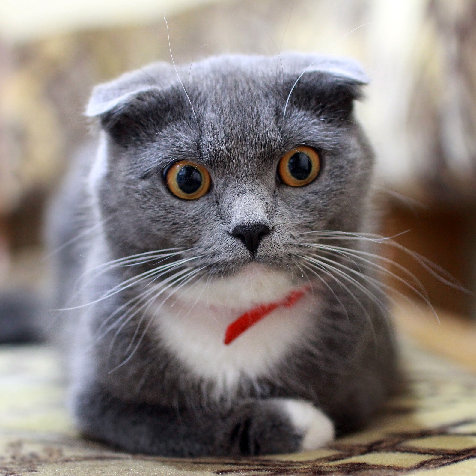 Wie wird IBD bei Katzen diagnostiziert?