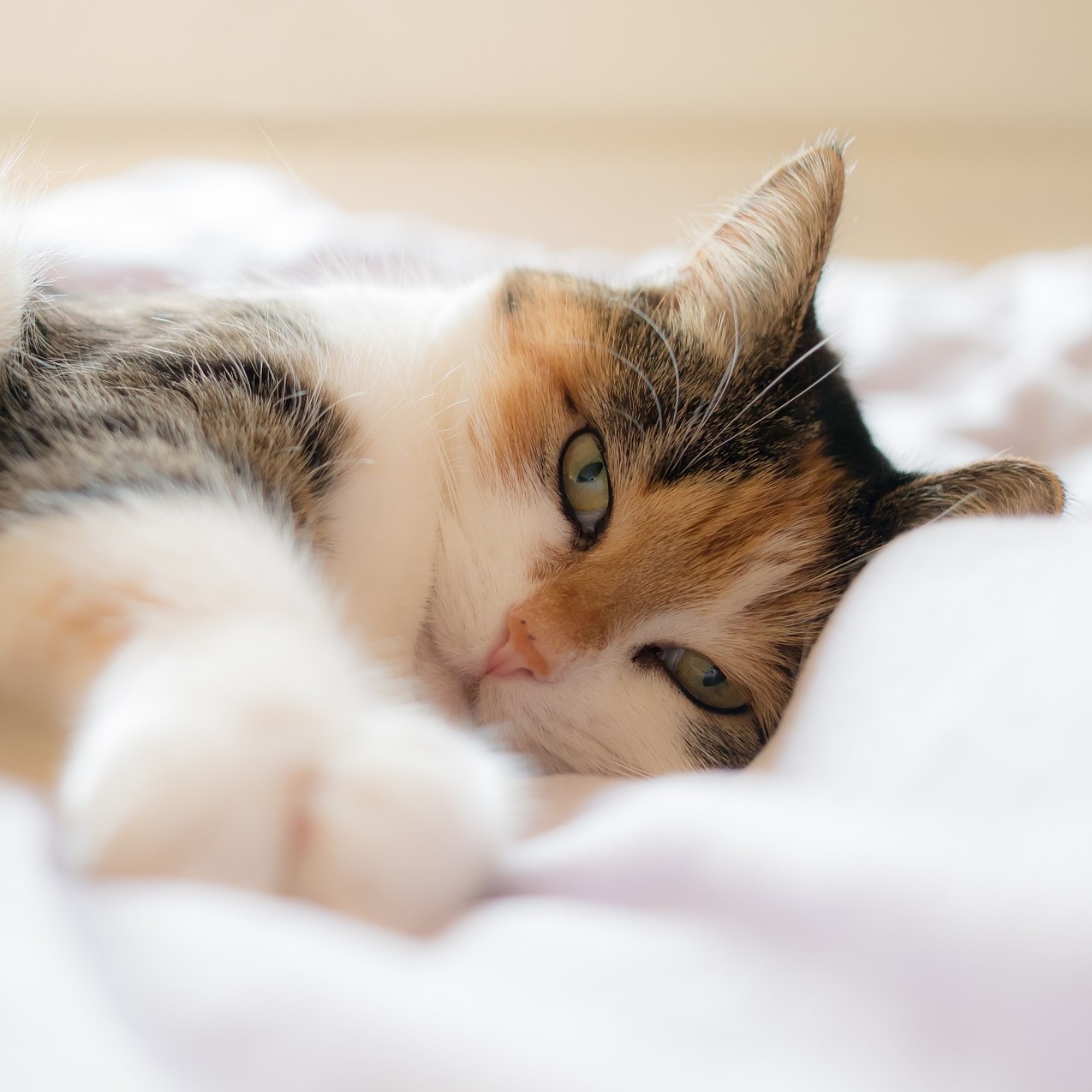 Insektenprotein als nierenschonende Eiweißquelle für Katzen