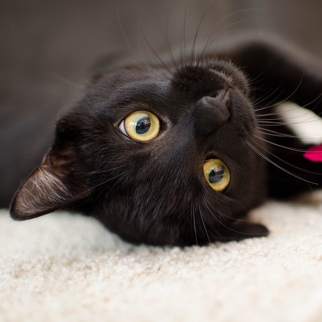 Kann man Katzen sterilisieren?