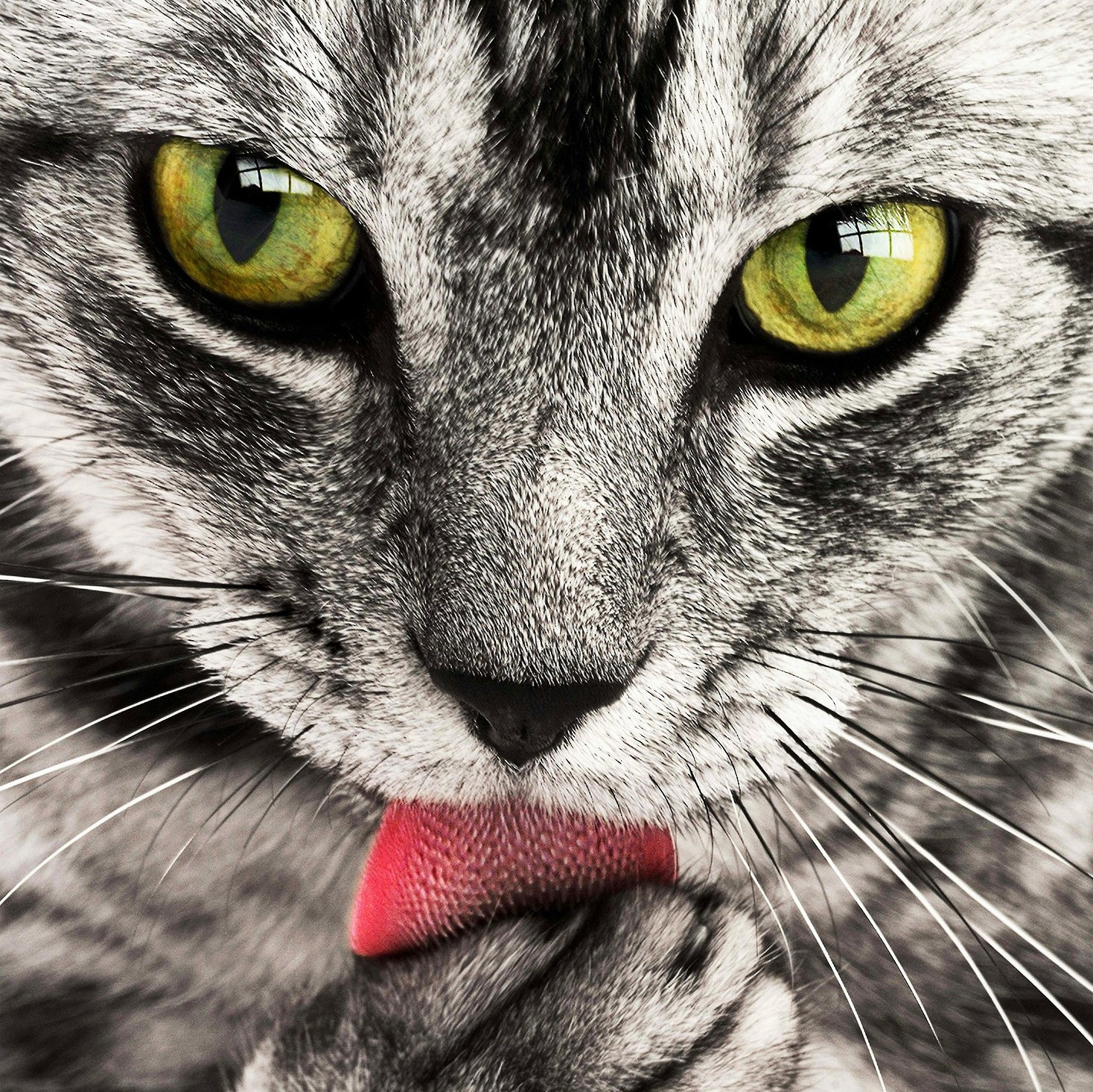 Wenn Ihre Katze nicht trinkt, hat das ernste Folgen