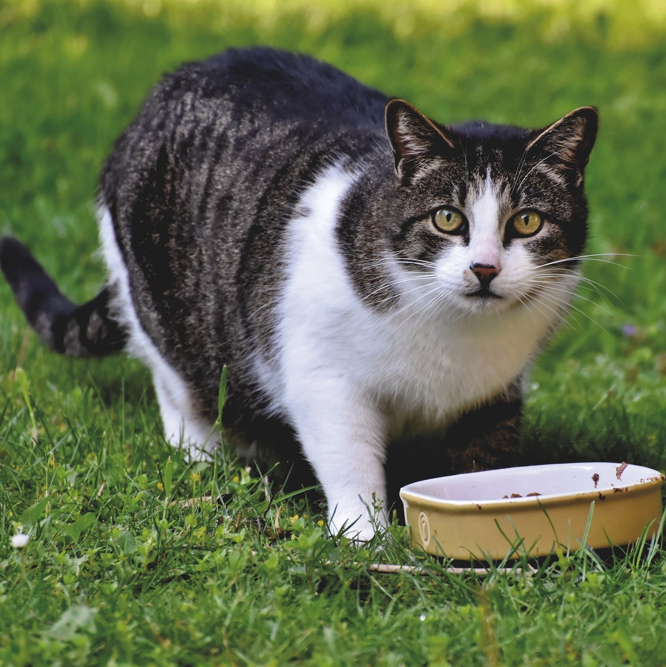Manchmal trinken kranke Katzen viel