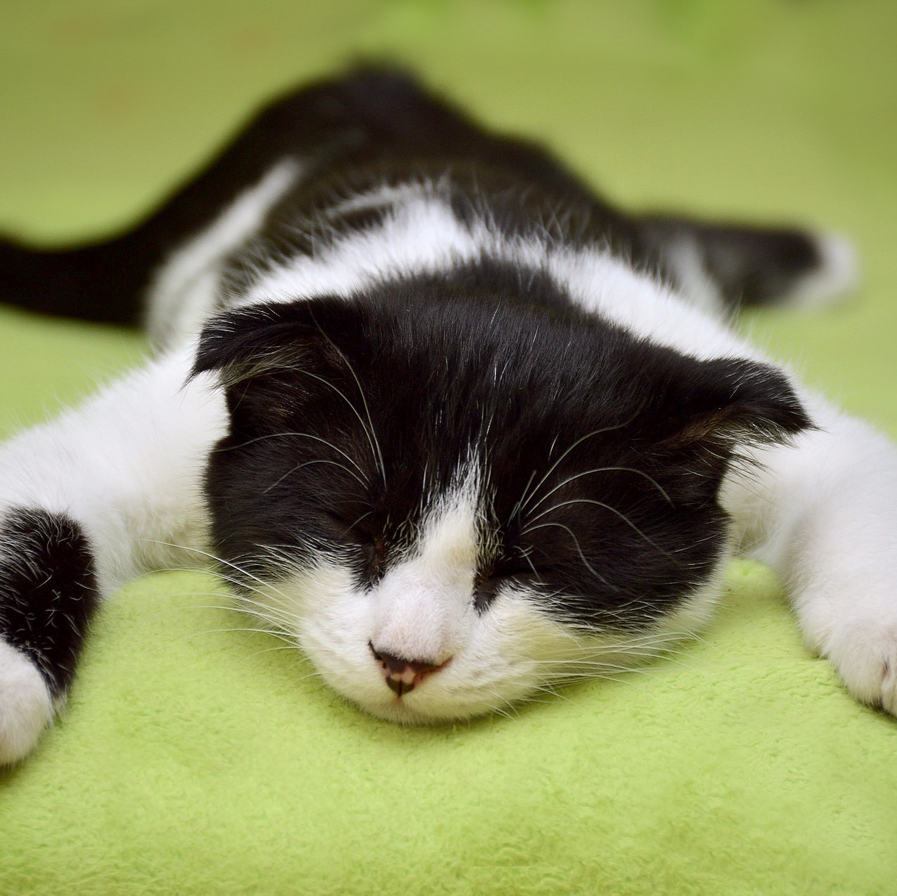 Katze frisst nicht aufgrund von Krankheiten