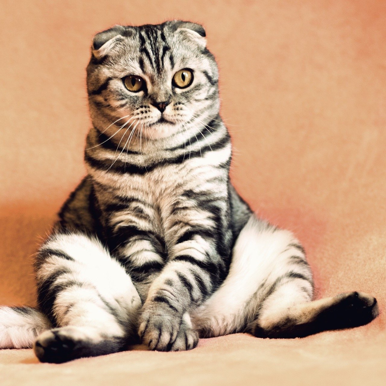 Schnarchen bei Katzen mit Übergewicht