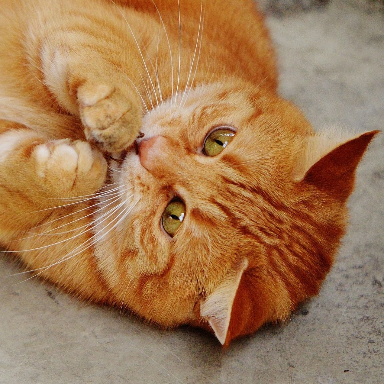 Werden Katzen nach einem Darmverschluss wieder gesund?